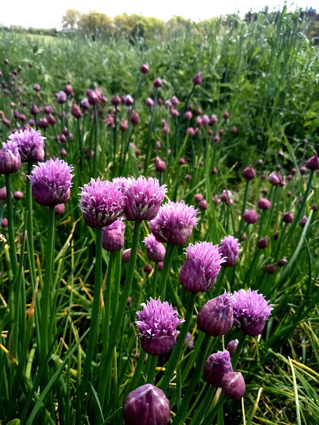 biodynamisk spiseligeblomster permaurt fyn gourmet bæredygtige grøntsager